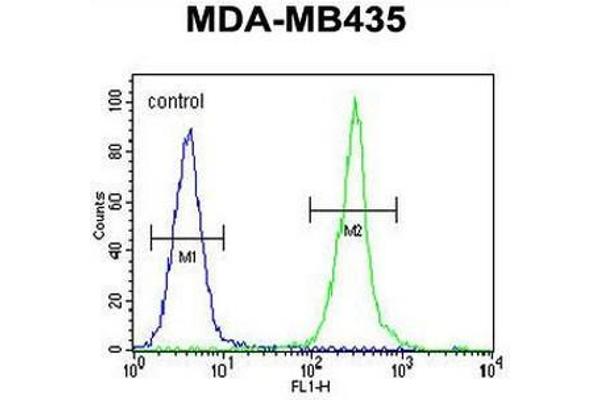 Claudin 16 antibody  (N-Term)