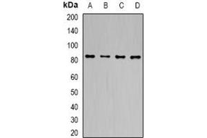 Image no. 2 for anti-Transducin-Like Enhancer of Split 1 (E(sp1) Homolog, Drosophila) (TLE1) (full length) antibody (ABIN6005174)
