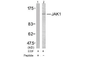Image no. 2 for anti-Janus Kinase 1 (JAK1) (Tyr1022) antibody (ABIN197300)