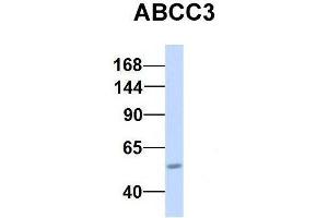 Image no. 2 for anti-ATP-Binding Cassette, Sub-Family C (CFTR/MRP), Member 3 (ABCC3) (Middle Region) antibody (ABIN2781505)