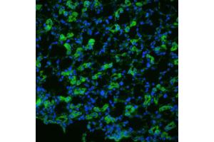 Image no. 1 for anti-Aquaporin 1 (Colton Blood Group) (AQP1) (N-Term) antibody (FITC) (ABIN2486445)