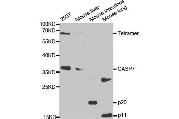 Caspase 7 antibody  (AA 24-303)