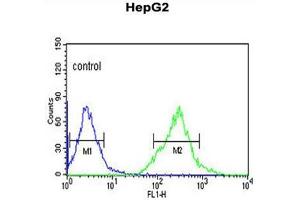 AFMID Antibody (N-term) flow cytometric analysis of HepG2 cells (right histogram) compared to a negative control cell (left histogram).