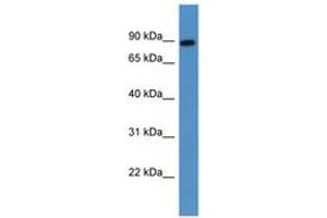 Image no. 1 for anti-Lysyl Oxidase-Like 3 (LOXL3) (AA 288-337) antibody (ABIN6746792)