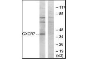 Image no. 4 for anti-Chemokine (C-X-C Motif) Receptor 7 (CXCR7) (C-Term) antibody (ABIN615865)