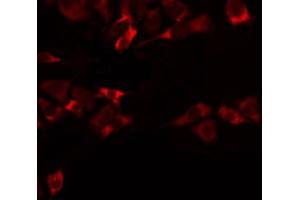 Image no. 2 for anti-Mitochondrial Ribosomal Protein L47 (MRPL47) (C-Term) antibody (ABIN6258522)