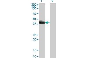 Image no. 1 for anti-Hepatic Leukemia Factor (HLF) (AA 1-295) antibody (ABIN561274)
