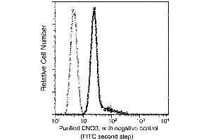 Image no. 1 for anti-Enolase 3 (Beta, Muscle) (ENO3) (AA 1-434) antibody (ABIN6923894)