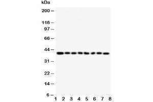 Image no. 3 for anti-Peptidylprolyl Isomerase D (PPID) (AA 351-370) antibody (ABIN3032178)