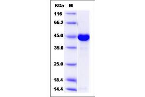 Image no. 1 for Creatine Kinase, Mitochondrial 1A (CKMT1A) (AA 40-417) protein (His tag) (ABIN2006000)