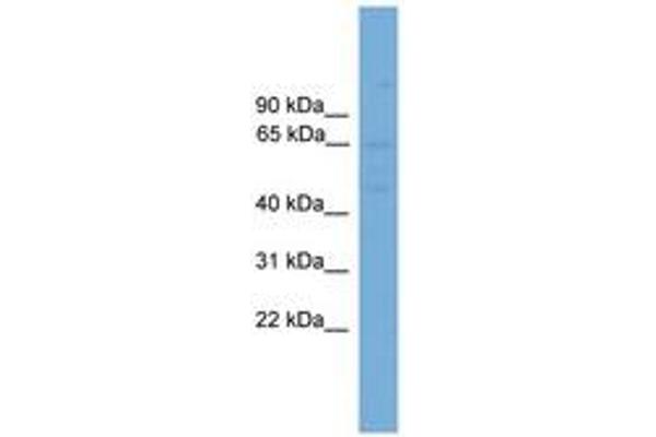 SLC10A3 antibody  (AA 287-336)