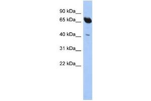 Image no. 1 for anti-Sec1 Family Domain Containing 1 (SCFD1) (N-Term) antibody (ABIN2786402)