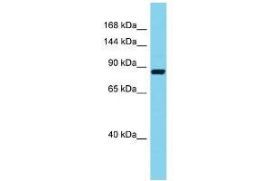 Image no. 1 for anti-Stromal Interaction Molecule 2 (Stim2) (C-Term) antibody (ABIN2789688)