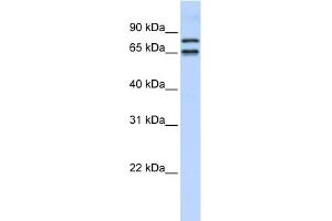 Image no. 1 for anti-PHD Finger Protein 20-Like 1 (PHF20L1) (N-Term) antibody (ABIN2784296)