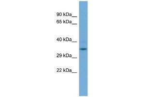 Image no. 1 for anti-Glyoxalase Domain Containing 4 (GLOD4) (N-Term) antibody (ABIN2786924)