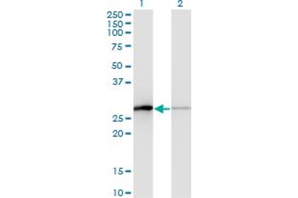 TCEAL1 antibody  (AA 1-159)