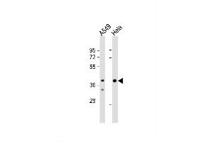 Image no. 3 for anti-Jumonji Domain Containing 5 (JMJD5) (AA 36-63), (N-Term) antibody (ABIN654939)