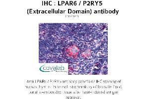 Image no. 1 for anti-Lysophosphatidic Acid Receptor 6 (LPAR6) (2nd Extracellular Domain) antibody (ABIN1736531)