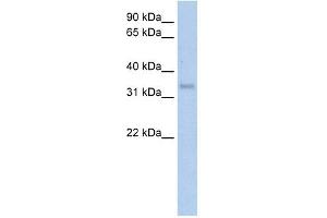 CA4 antibody  (Middle Region)