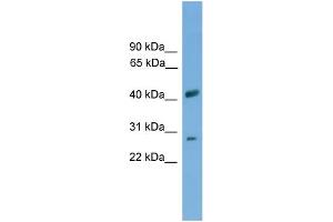 Image no. 1 for anti-Solute Carrier Family 25, Member 37 (SLC25A37) (Middle Region) antibody (ABIN2781649)