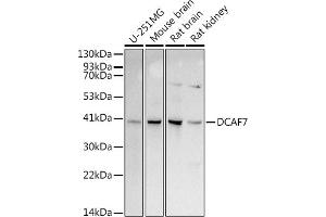 DCAF7 Antikörper