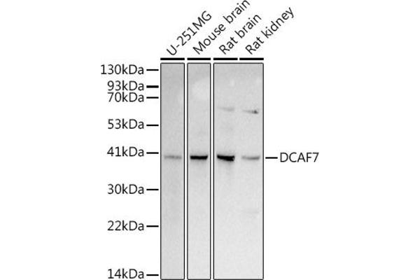 DCAF7 Antikörper