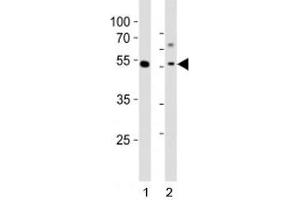 Image no. 1 for anti-GATA Binding Protein 6 (GATA6) (AA 485-518), (C-Term) antibody (ABIN3028674)