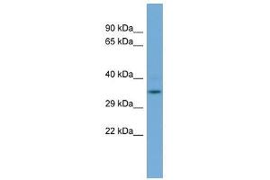 Image no. 1 for anti-Glyoxalase Domain Containing 4 (GLOD4) (N-Term) antibody (ABIN928903)