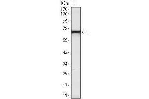 Image no. 1 for anti-Kelch-Like 12 (Drosophila) (KLHL12) antibody (ABIN1107955)