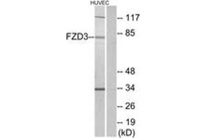 Image no. 1 for anti-Frizzled Family Receptor 3 (FZD3) (AA 481-530) antibody (ABIN1535681)