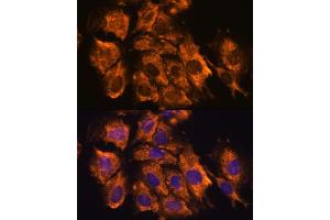 CRELD1 anticorps  (AA 50-150)