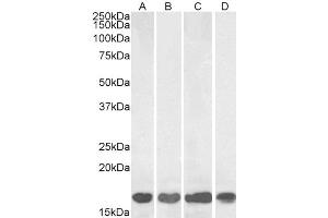 Image no. 4 for anti-Allograft Inflammatory Factor 1 (AIF1) (C-Term) antibody (ABIN184738)