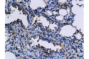 anti-Tumor Necrosis Factor (Ligand) Superfamily, Member 15 (TNFSF15) (AA 161-251) antibody