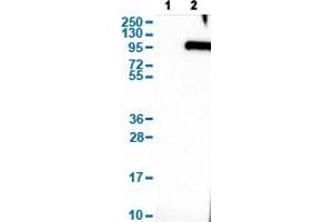Image no. 2 for anti-Synaptotagmin XVI (SYT16) antibody (ABIN5649354)