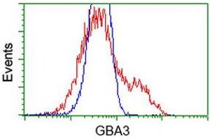 Image no. 1 for anti-Glucosidase, Beta, Acid 3 (Cytosolic) (GBA3) (AA 1-150), (AA 370-469) antibody (ABIN2719167)