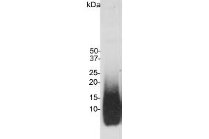 Image no. 1 for anti-Amyloid beta (Abeta) antibody (ABIN1580412)