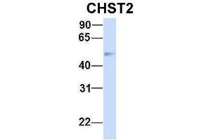 Image no. 4 for anti-Carbohydrate (N-Acetylglucosamine-6-O) Sulfotransferase 2 (CHST2) (Middle Region) antibody (ABIN2782626)
