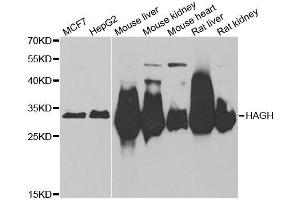 Image no. 1 for anti-Hydroxyacylglutathione Hydrolase (HAGH) antibody (ABIN6141591)
