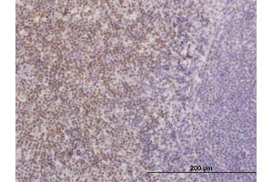 Image no. 2 for anti-Transcription Factor 7 (T-Cell Specific, HMG-Box) (TCF7) (AA 287-384) antibody (ABIN520773)