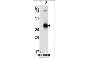 Image no. 3 for anti-Calcium/calmodulin-Dependent Protein Kinase I (CAMK1) (AA 341-370), (C-Term) antibody (ABIN391310)