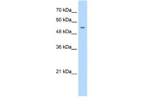 Image no. 1 for anti-Primase, DNA, Polypeptide 1 (49kDa) (PRIM1) (N-Term) antibody (ABIN630190)