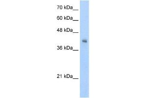 Image no. 1 for anti-V-Set and Immunoglobulin Domain-Containing Protein 4 (VSIG4) (N-Term) antibody (ABIN2776895)
