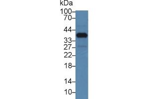 Image no. 1 for anti-Nucleoporin 37kDa (NUP37) (AA 87-324) antibody (ABIN5014037)