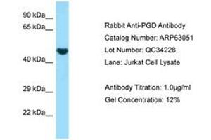 Image no. 1 for anti-Phosphogluconate Dehydrogenase (PGD) (AA 83-132) antibody (ABIN6749961)