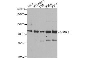 Image no. 2 for anti-AlkB, Alkylation Repair Homolog 8 (ALKBH8) antibody (ABIN6136811)