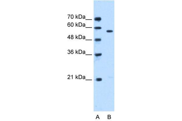 anti-serine/threonine Kinase 3 (STK3) (N-Term) antibody
