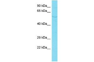 anti-PDZ Domain Containing 7 (PDZD7) (C-Term) antibody