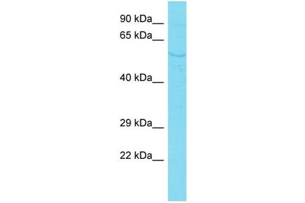 anti-PDZ Domain Containing 7 (PDZD7) (C-Term) antibody