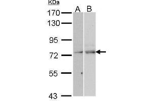 Image no. 3 for anti-Nuclear RNA Export Factor 1 (NXF1) (N-Term) antibody (ABIN2855280)