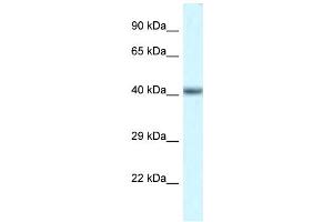 Image no. 1 for anti-POU Domain, Class 4, Transcription Factor 3 (POU4F3) (N-Term) antibody (ABIN2777731)
